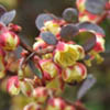 Berberis thunbergii f. atropurpurea